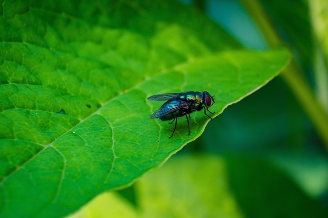 pest exterminator