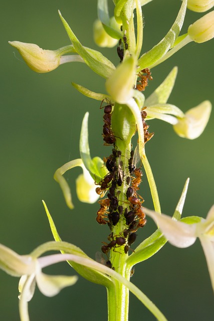 pest exterminator