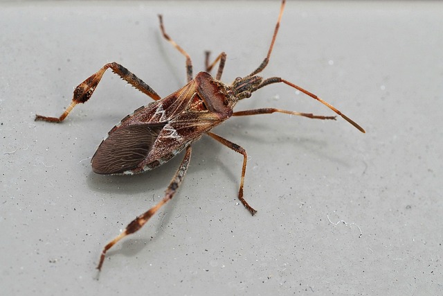 pest exterminator