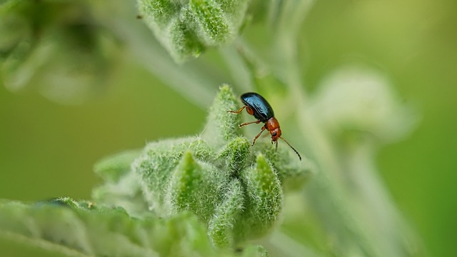 pest exterminator