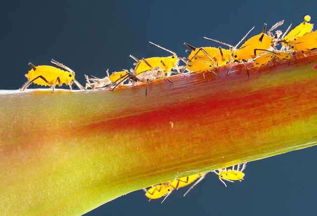 pest exterminator