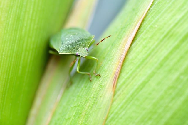 pest exterminator