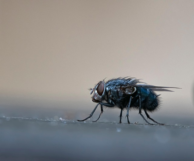 pest exterminator