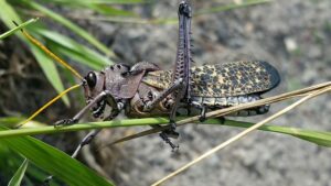 Mastering Pest Control: A Comprehensive Guide to Extermination Experts