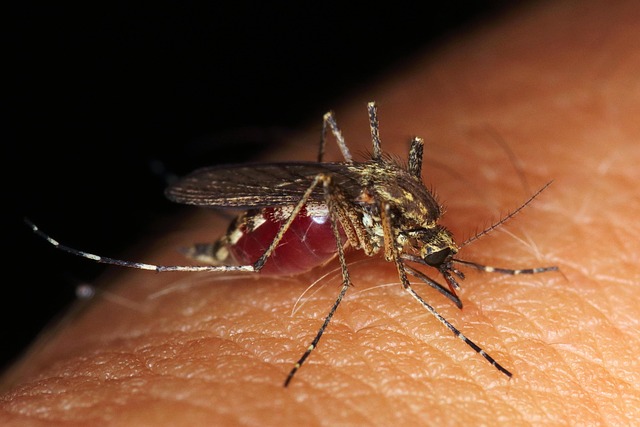 pest exterminator