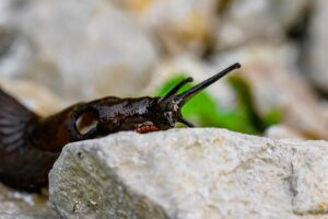 Pest Exterminator Guide: Comprehensive Home Protection and Beyond