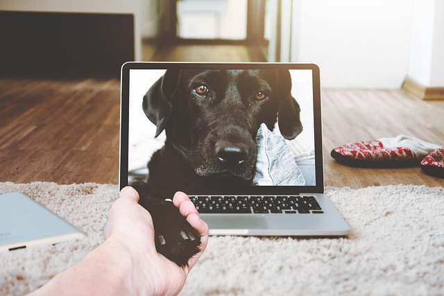 pet stain carpet service