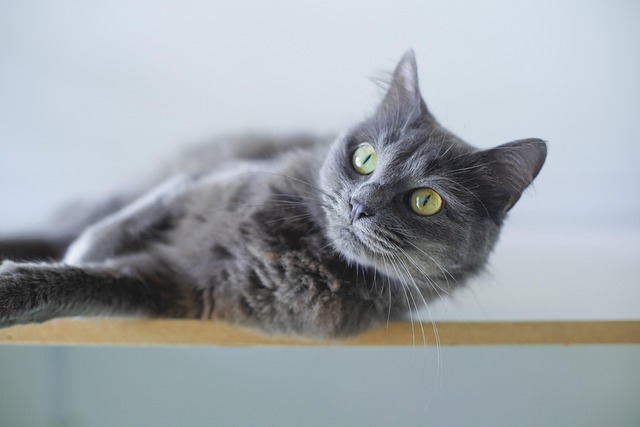 pet stain carpet service