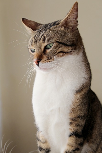 pet stain carpet service