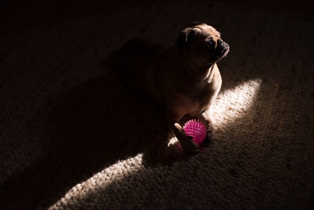 pet stain carpet service