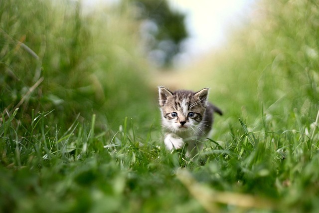 pet urine carpet cleaning