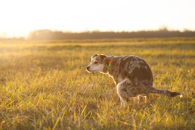 pet urine carpet cleaning