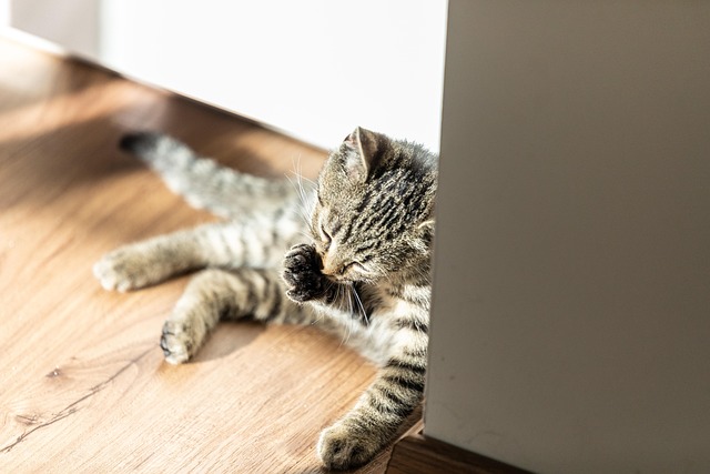 pet urine carpet cleaning