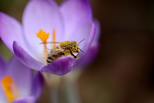 pollen removal from carpet