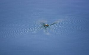 Confidential Divorce Mediation: Safeguarding Privacy for Mutual Agreements