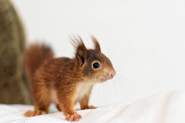 Professional Rodent Control