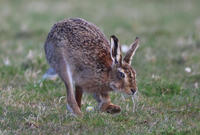 Prevent Rodent Infestations: Expert Strategies for Longevity
