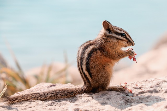 Professional Rodent Control
