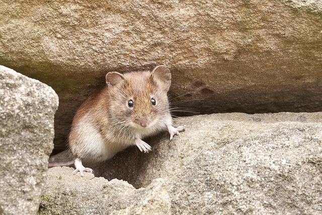 Professional Rodent Control