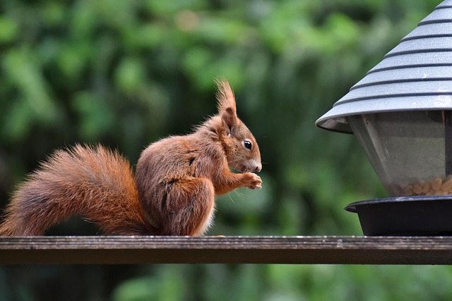 Professional Rodent Control