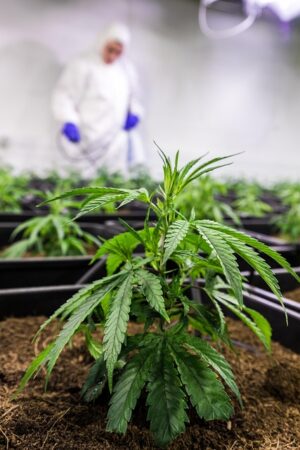 Pure CBD Isolate: Unlocking Odorless, Flavorless Wellness Benefits