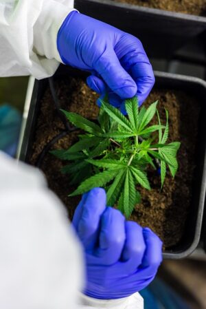 Mastering Pure CBD Isolate: Extraction, Quality, and Future Trends