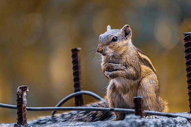 Rodent Control