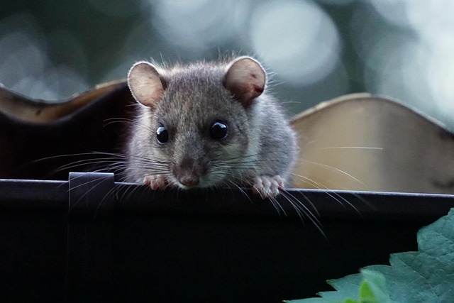 Rodent Control