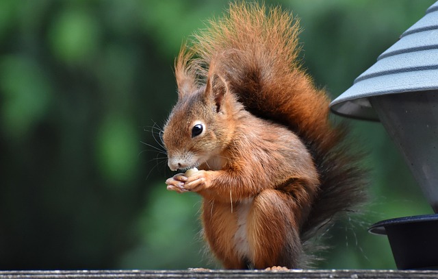Rodent Control