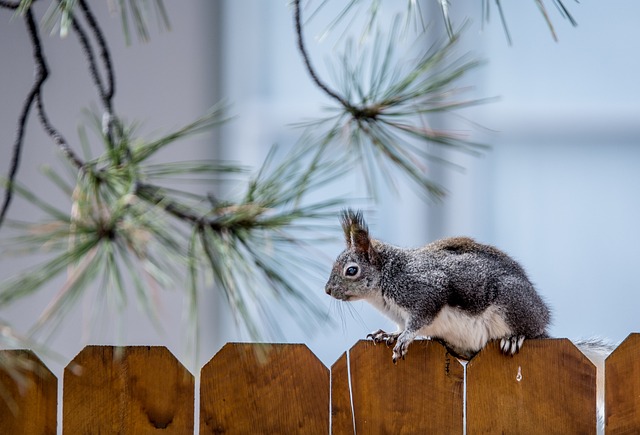Rodent Control