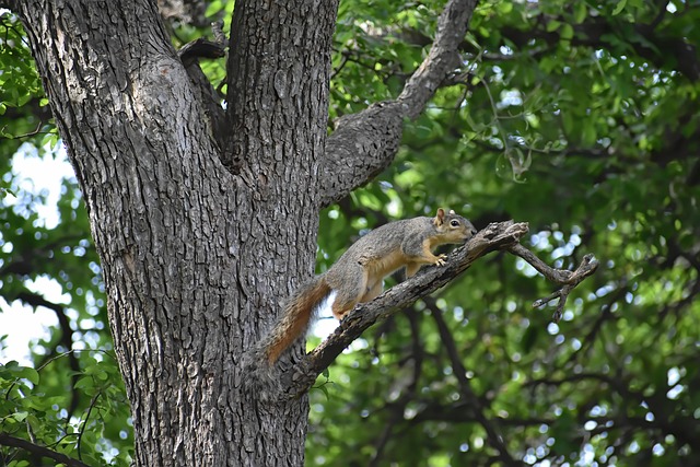 Rodent Control