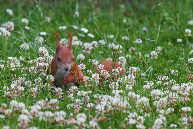 Rodent Control