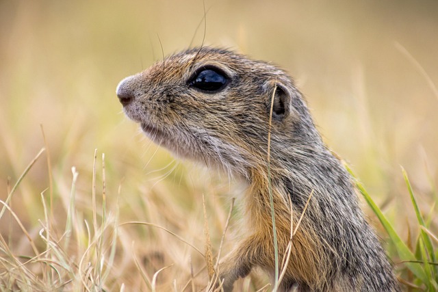 Rodent Control