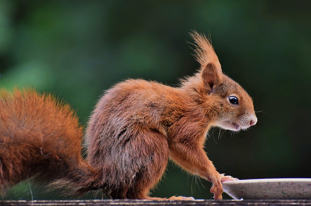 Rodent Control