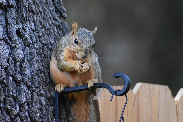 Rodent Control