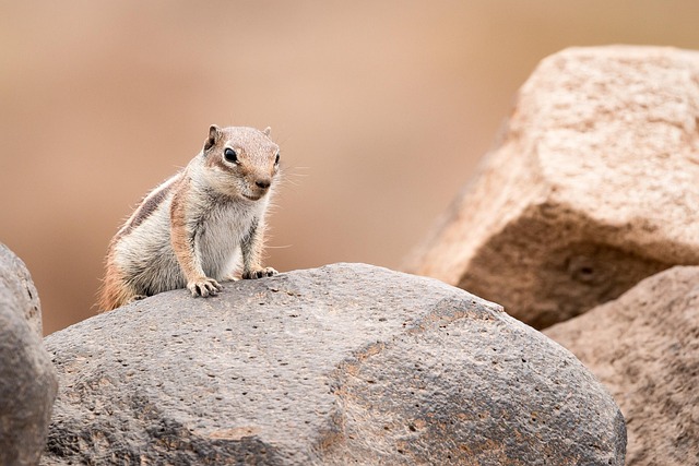 Rodent Control