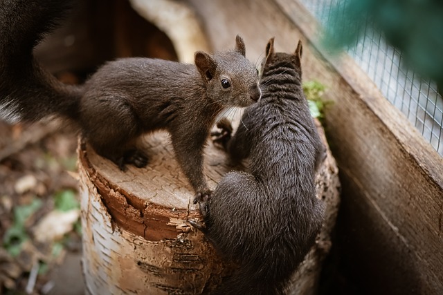 Rodent Control