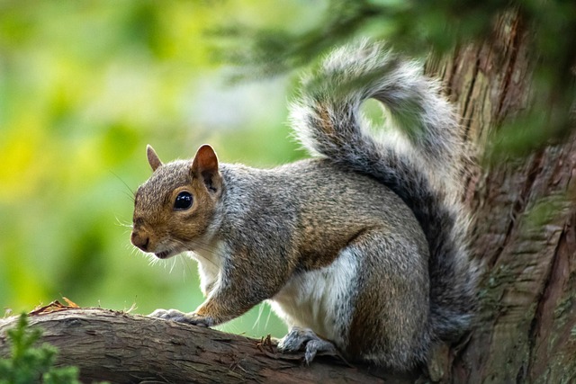 Rodent Control