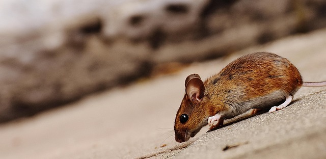 Rodent Control