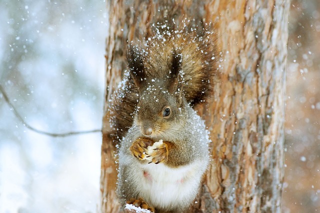 Rodent Control