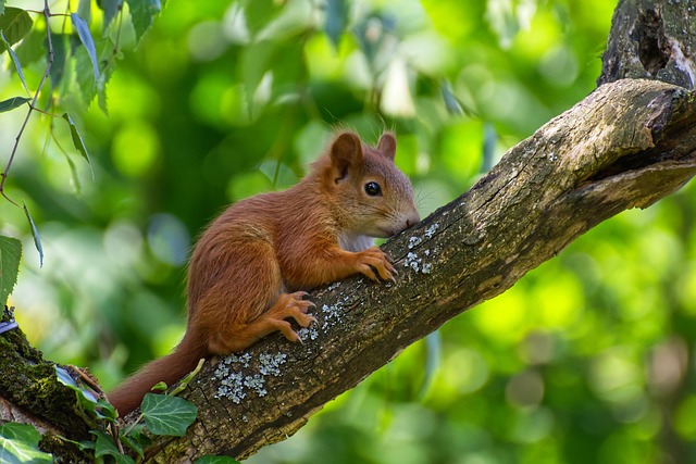 Rodent Control