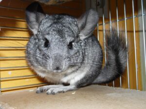 Comprehensive Guide to Rat Extermination: Safe, Effective Rodent Control Strategies