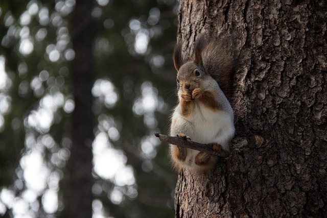 Rodent Control