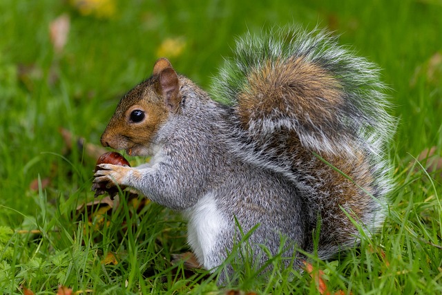 Rodent Control