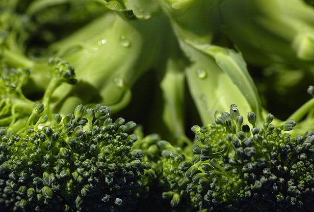 semaglutide diet program