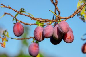 Semaglutide Diet Program: Revolutionizing Lifestyle Interventions for Weight Management