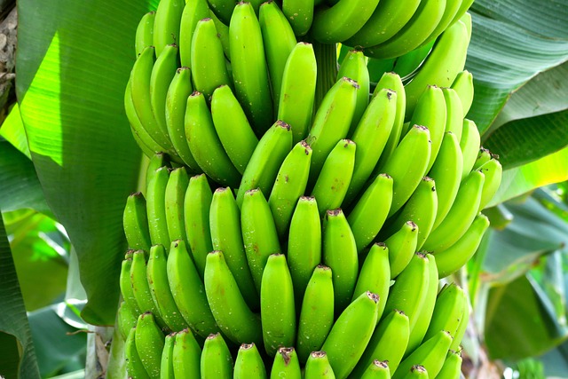semaglutide diet program