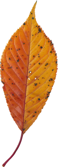 separation coaching