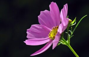 Allergic Reactions to Semaglutide: Recognize Side Effects and Seek Care
