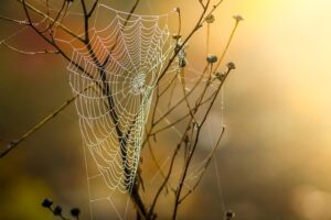 Transform Your Business Online with Salterra’s Expert Web Design